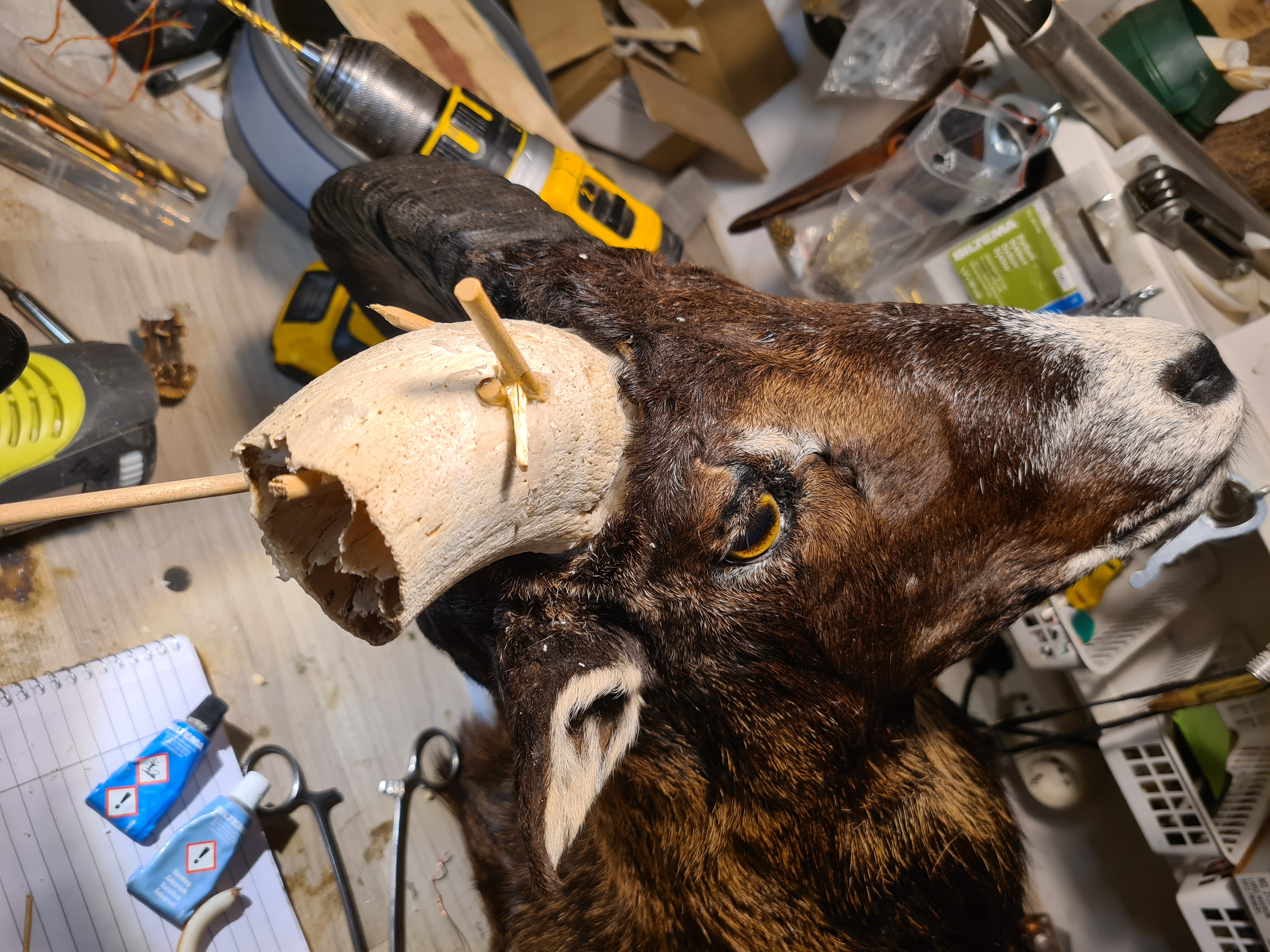 Reparation av avslaget horn på mufflon bogmontage
